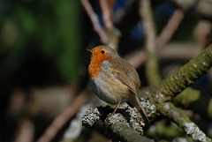 David Plant Photography - Wildlife Photographer - Robin - M
